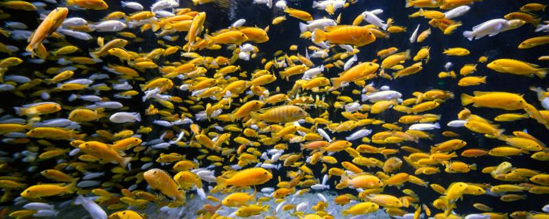 新手可以養什么小型兇猛魚，哪些小魚比較兇猛
