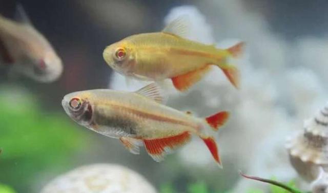 小型兇猛的魚_小型兇猛觀賞魚_觀賞兇猛小型魚圖片