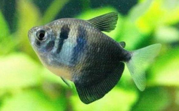 觀賞兇猛小型魚圖片_小型兇猛觀賞魚_小型兇猛的魚