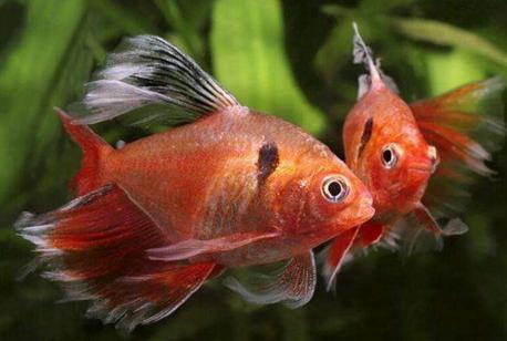 小型兇猛的魚_小型兇猛觀賞魚_觀賞兇猛小型魚圖片