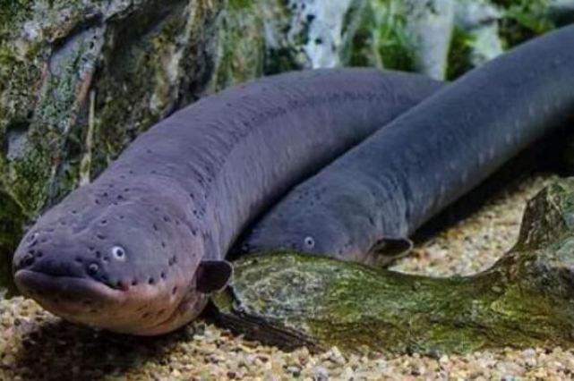 觀賞兇猛小型魚類_小型兇猛觀賞魚_觀賞兇猛小型魚圖片