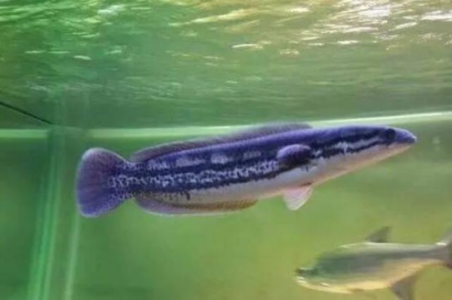 小型兇猛觀賞魚_觀賞兇猛小型魚圖片_觀賞兇猛小型魚類