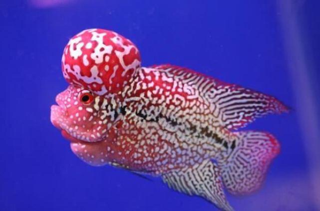 小型兇猛觀賞魚_觀賞兇猛小型魚類_觀賞兇猛小型魚圖片