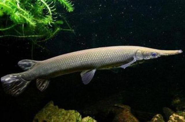 觀賞兇猛小型魚圖片_觀賞兇猛小型魚類_小型兇猛觀賞魚