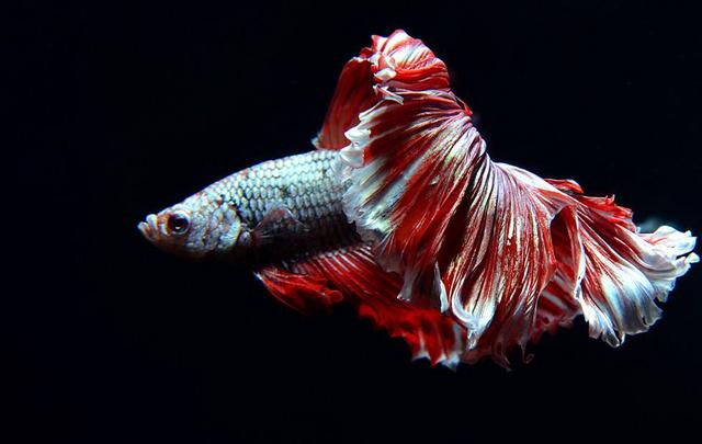 在水族店買(mǎi)觀賞魚(yú)，如何挑選才能買(mǎi)到最健康的魚(yú)呢？