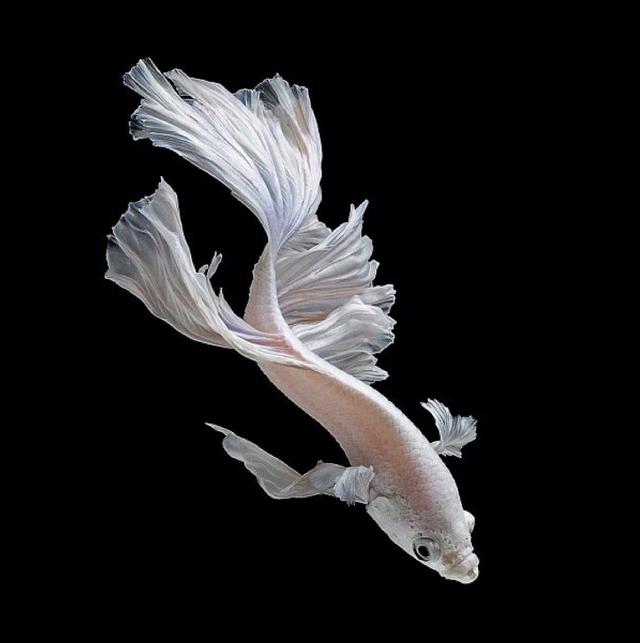 在水族店買(mǎi)觀賞魚(yú)，如何挑選才能買(mǎi)到最健康的魚(yú)呢？