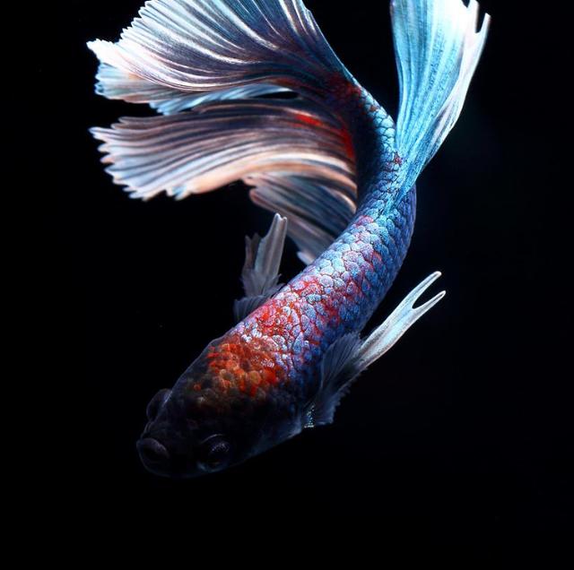 在水族店買(mǎi)觀賞魚(yú)，如何挑選才能買(mǎi)到最健康的魚(yú)呢？