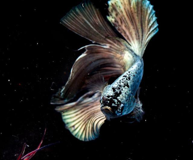 在水族店買(mǎi)觀賞魚(yú)，如何挑選才能買(mǎi)到最健康的魚(yú)呢？