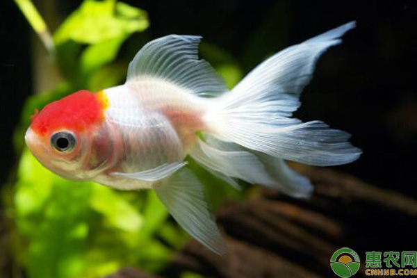 魚冷水觀賞養好還是熱水_冷水觀賞魚什么魚最好養_冷水養的魚