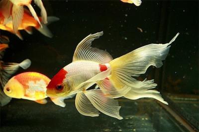 便宜又好養的冷水魚有哪些（草金魚）插圖