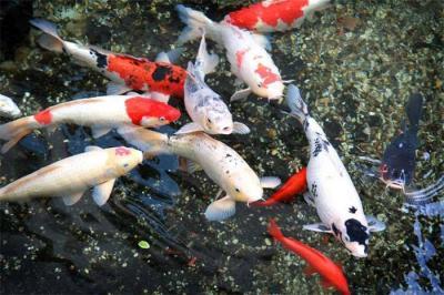便宜又好養的冷水魚有哪些（草金魚）插圖2
