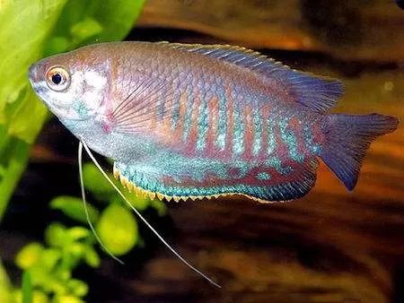 繁殖觀賞魚賺錢嗎_觀賞魚怎么繁殖_繁殖觀賞魚需要辦證嗎