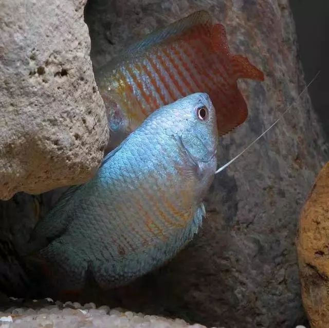 繁殖觀賞魚賺錢嗎_繁殖觀賞魚需要辦證嗎_觀賞魚怎么繁殖