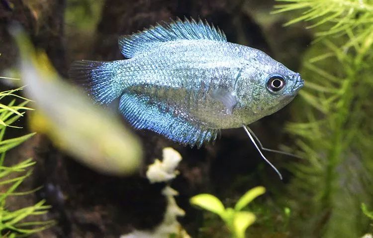觀賞魚怎么繁殖_繁殖觀賞魚賺錢嗎_繁殖觀賞魚需要辦證嗎