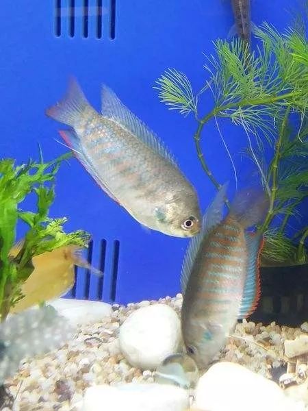 繁殖觀賞魚賺錢嗎_繁殖觀賞魚需要辦證嗎_觀賞魚怎么繁殖