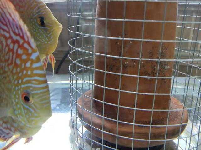 發現觀賞魚在魚缸里產卵，有三種處理方式，兩種都可以孵化小魚