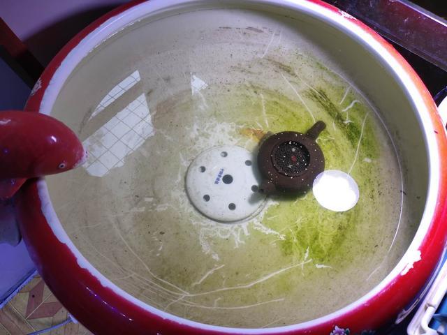 發現觀賞魚在魚缸里產卵，有三種處理方式，兩種都可以孵化小魚