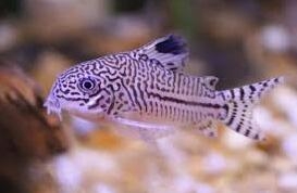 最小的觀賞魚_觀賞魚小魚多久喂一次食_觀賞魚小型魚