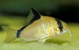 觀賞魚小魚多久喂一次食_最小的觀賞魚_觀賞魚小型魚