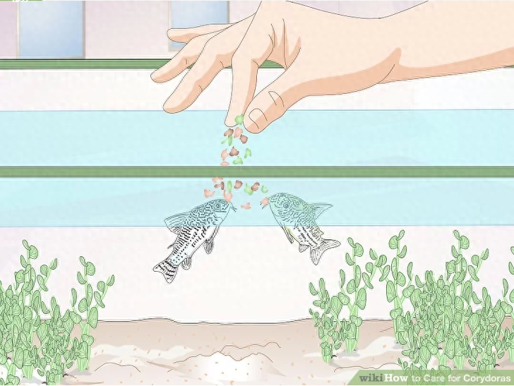 觀賞魚小魚多久喂一次食_觀賞魚小型魚_最小的觀賞魚