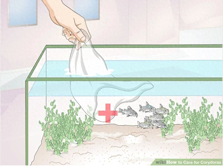最小的觀賞魚_觀賞魚小魚多久喂一次食_觀賞魚小型魚