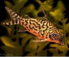 觀賞魚小魚多久喂一次食_觀賞魚小型魚_最小的觀賞魚