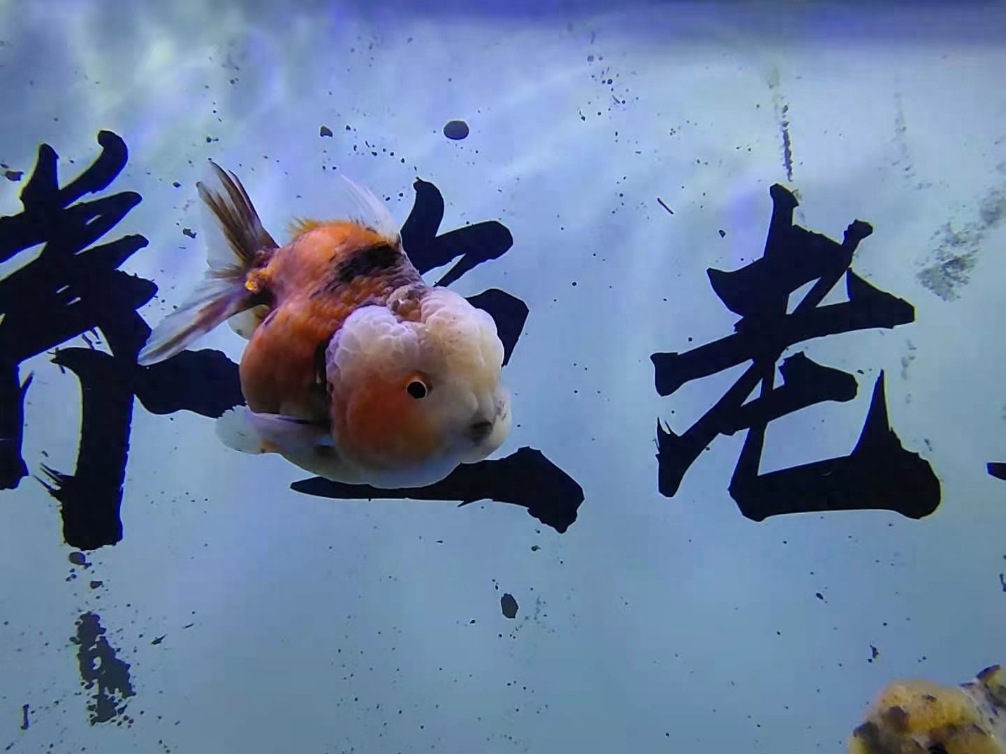 最小的觀賞魚_觀賞魚小魚_觀賞魚小型魚