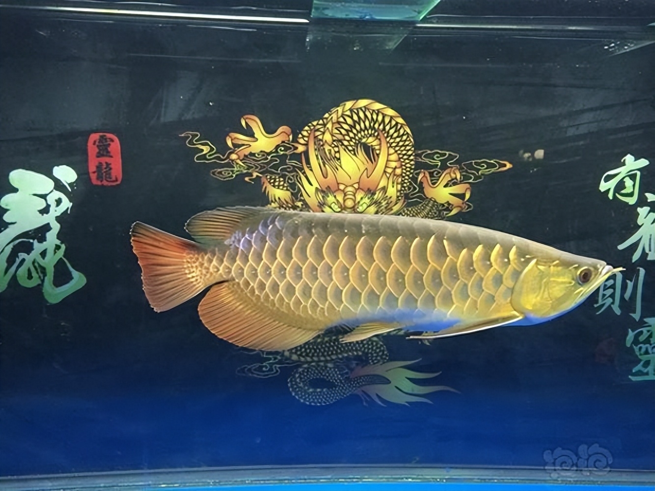 觀賞魚小魚種類_觀賞魚小魚多久喂一次食_最小的觀賞魚