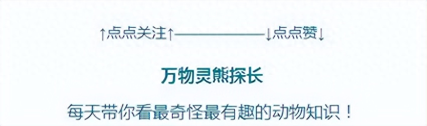 觀賞魚小魚種類_觀賞魚小魚多久喂一次食_最小的觀賞魚