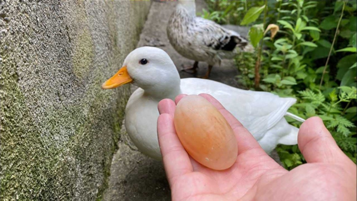 最小的觀賞魚_觀賞魚小魚種類_觀賞魚小魚多久喂一次食