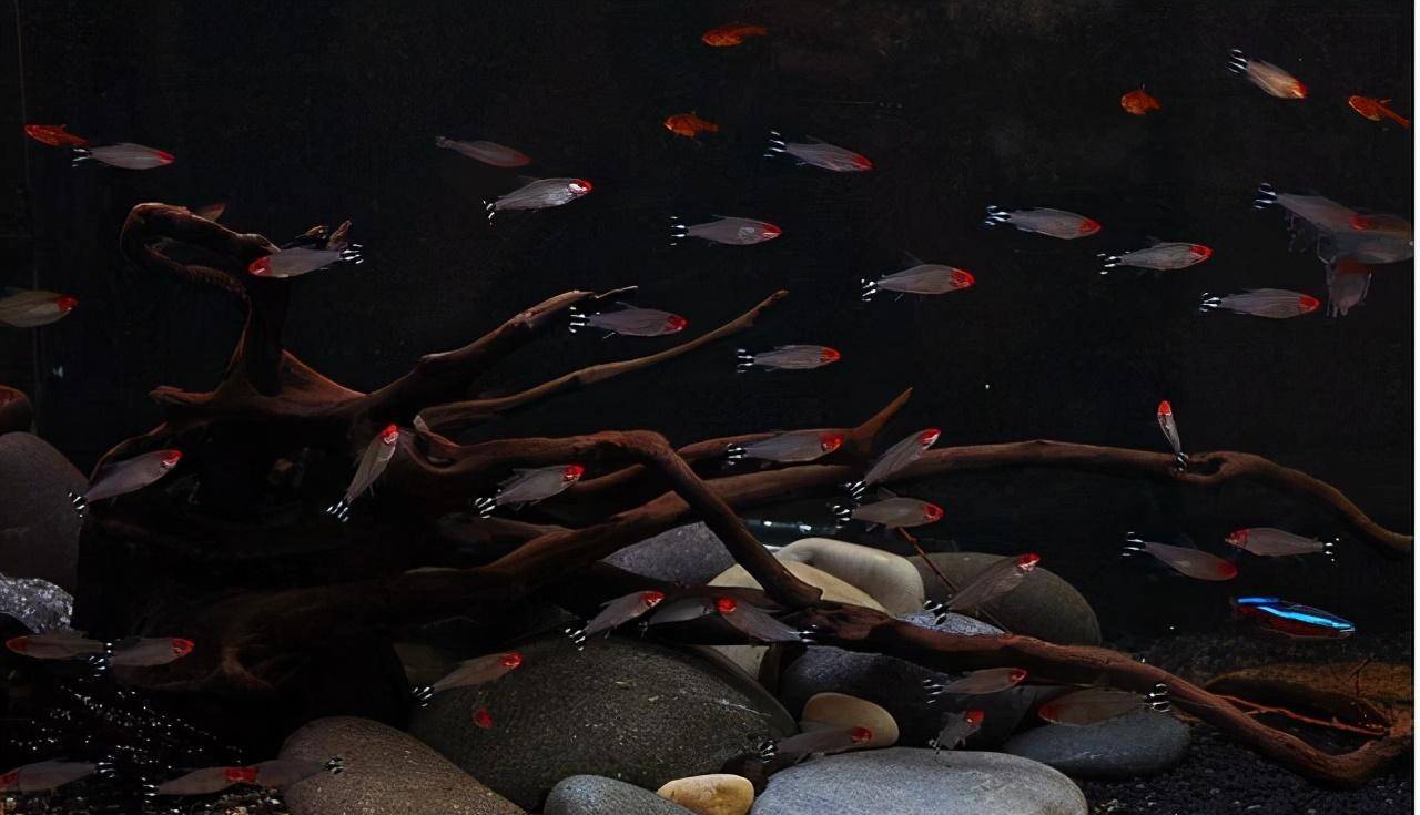 耐寒的小型觀賞魚_最耐寒的小型觀賞魚_耐寒的小型魚