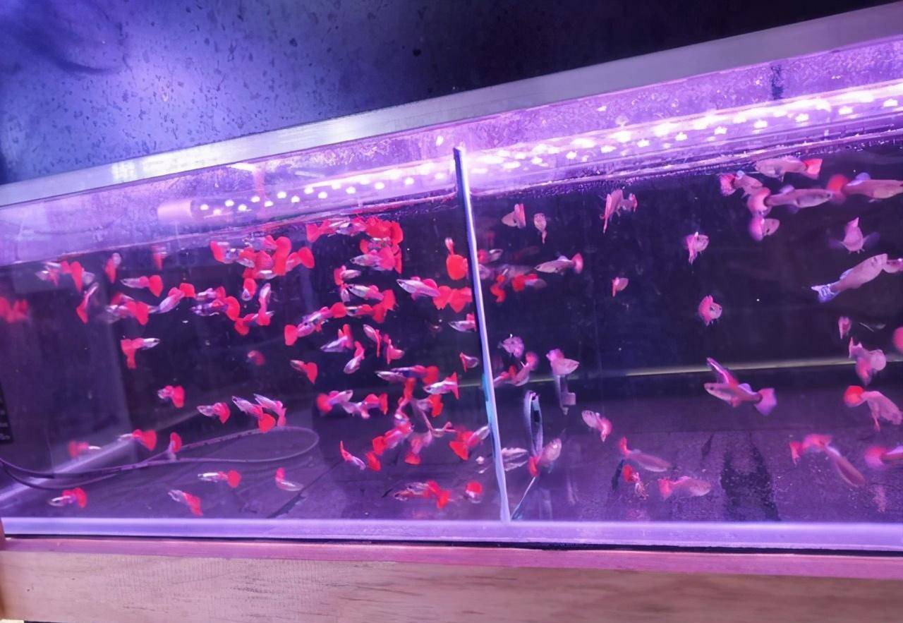 最耐寒的小型觀賞魚_耐寒的小型觀賞魚_耐寒的小型魚