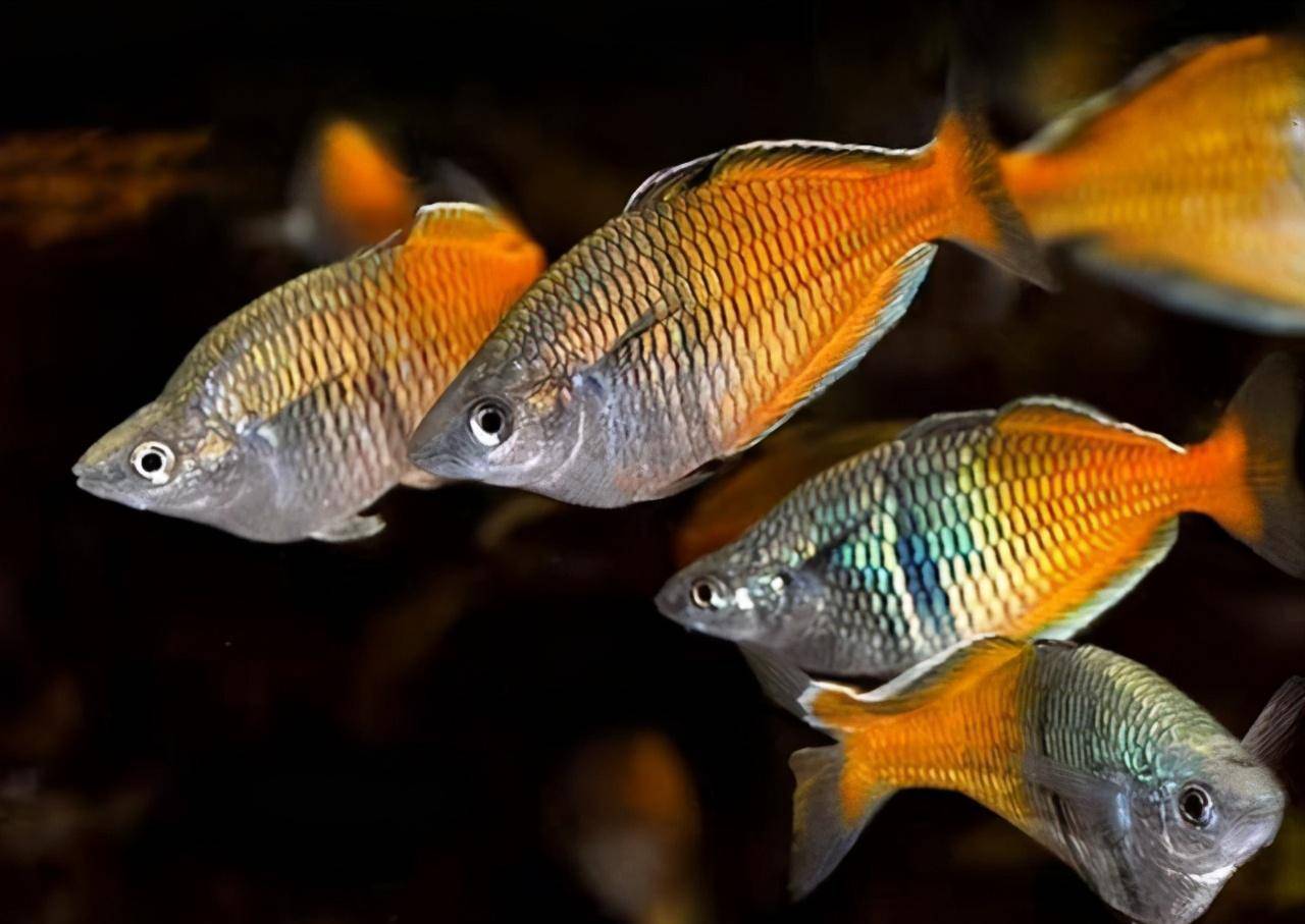 耐寒的小型觀賞魚_耐寒的小型魚_最耐寒的小型觀賞魚