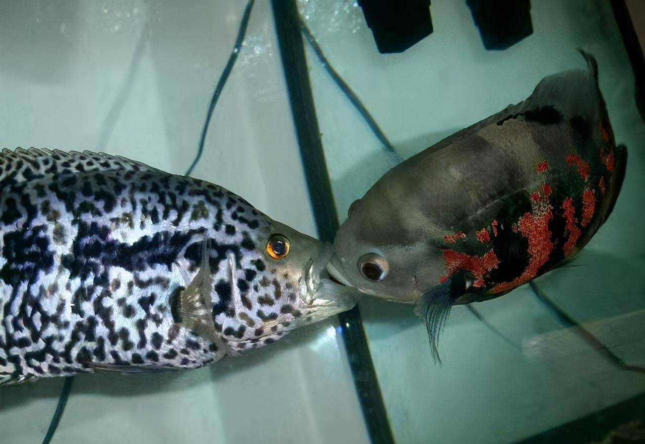 耐寒的小型魚_最耐寒的小型觀賞魚_耐寒的小型觀賞魚