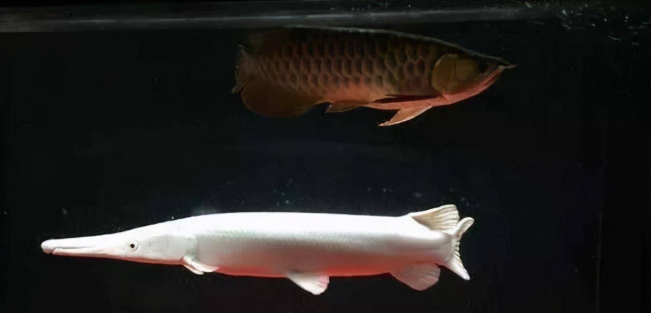 耐寒的小型魚_最耐寒的小型觀賞魚_耐寒的小型觀賞魚