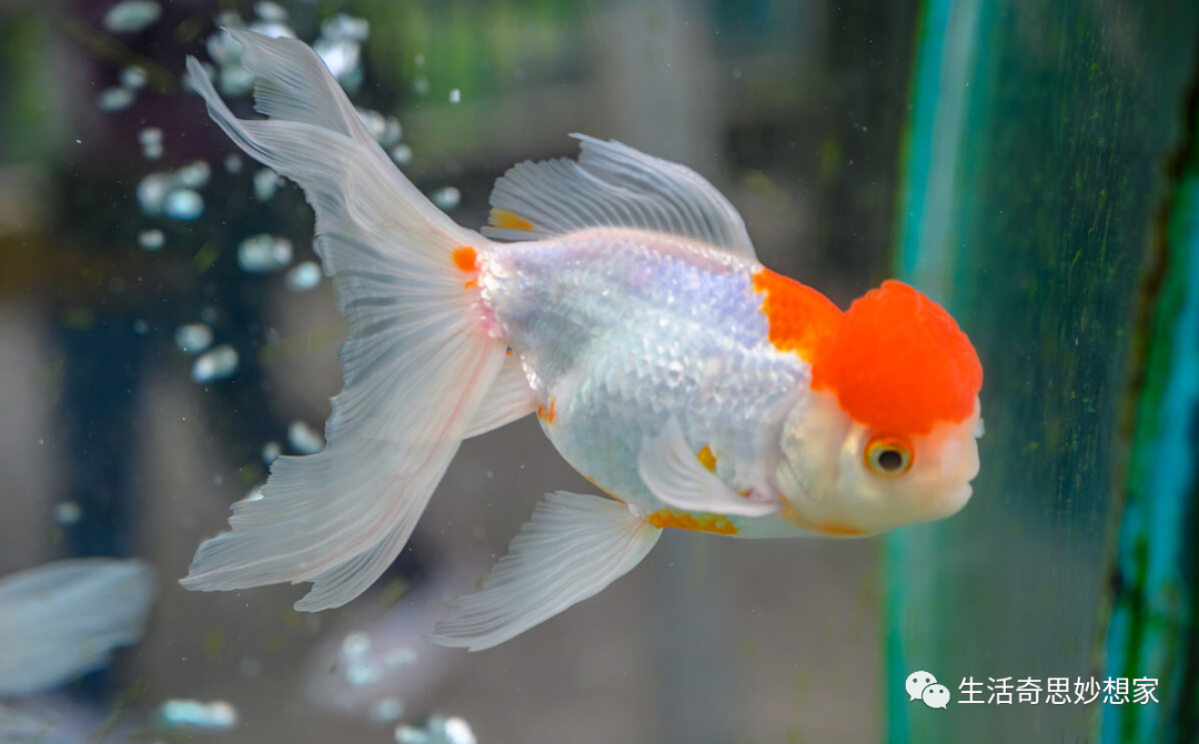 觀賞魚養單數還是雙數_觀賞魚養單數還是雙數_觀賞魚養單數還是雙數