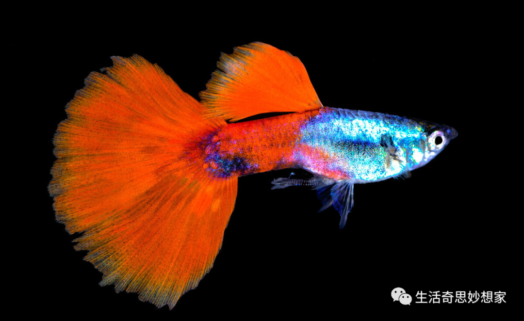 觀賞魚養單數還是雙數_觀賞魚養單數還是雙數_觀賞魚養單數還是雙數