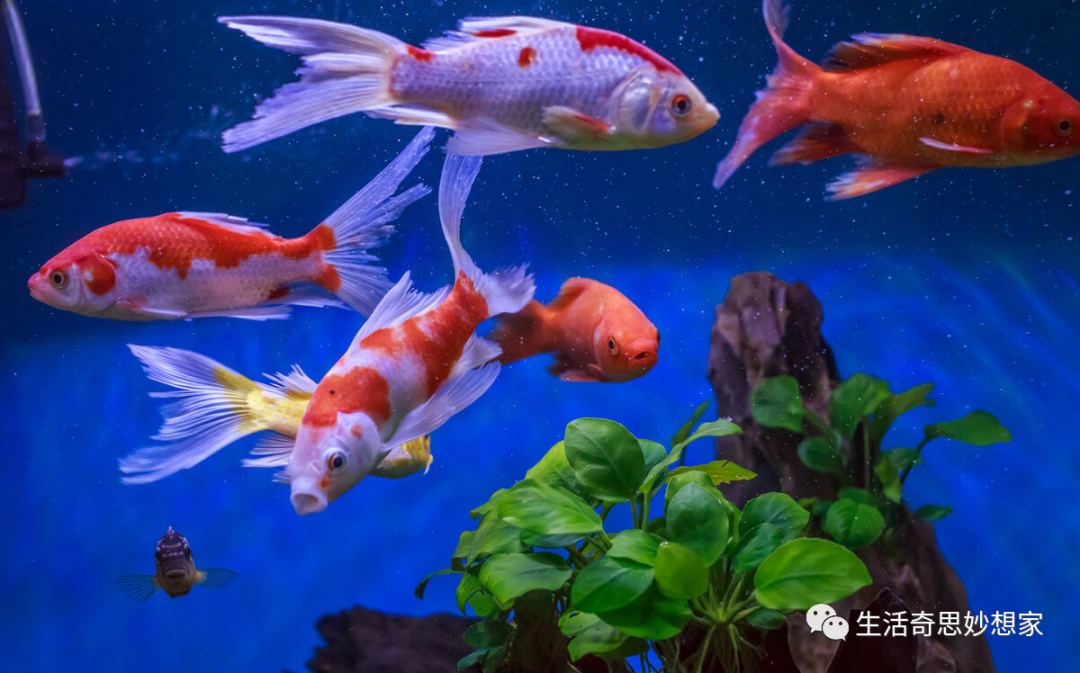 觀賞魚養單數還是雙數_觀賞魚養單數還是雙數_觀賞魚養單數還是雙數