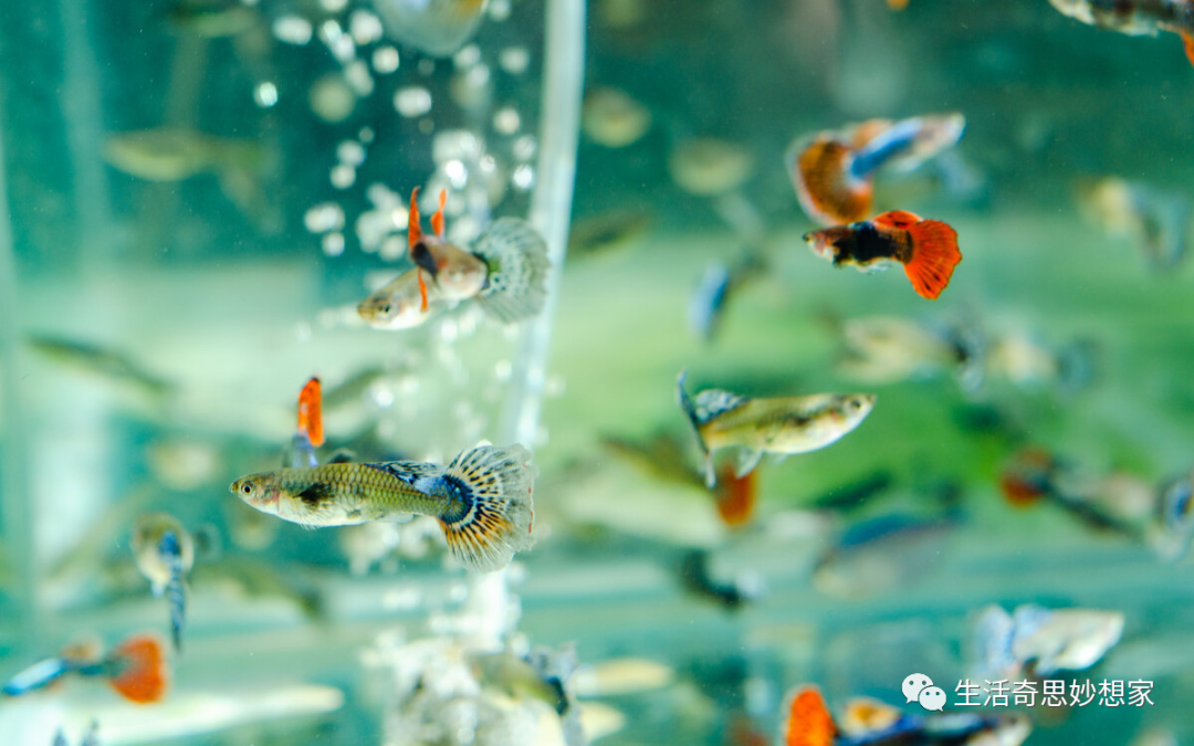 觀賞魚養單數還是雙數_觀賞魚養單數還是雙數_觀賞魚養單數還是雙數