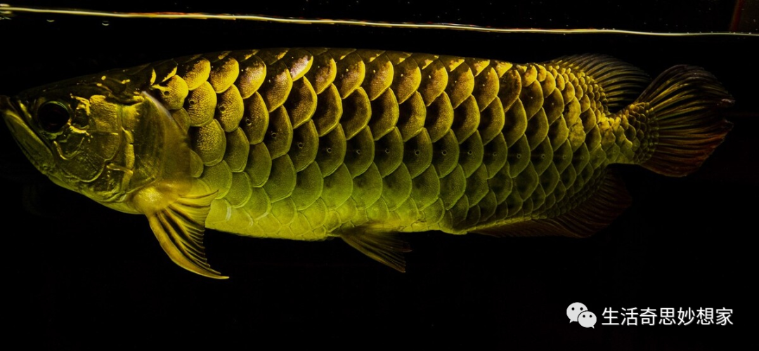 觀賞魚養單數還是雙數_觀賞魚養單數還是雙數_觀賞魚養單數還是雙數