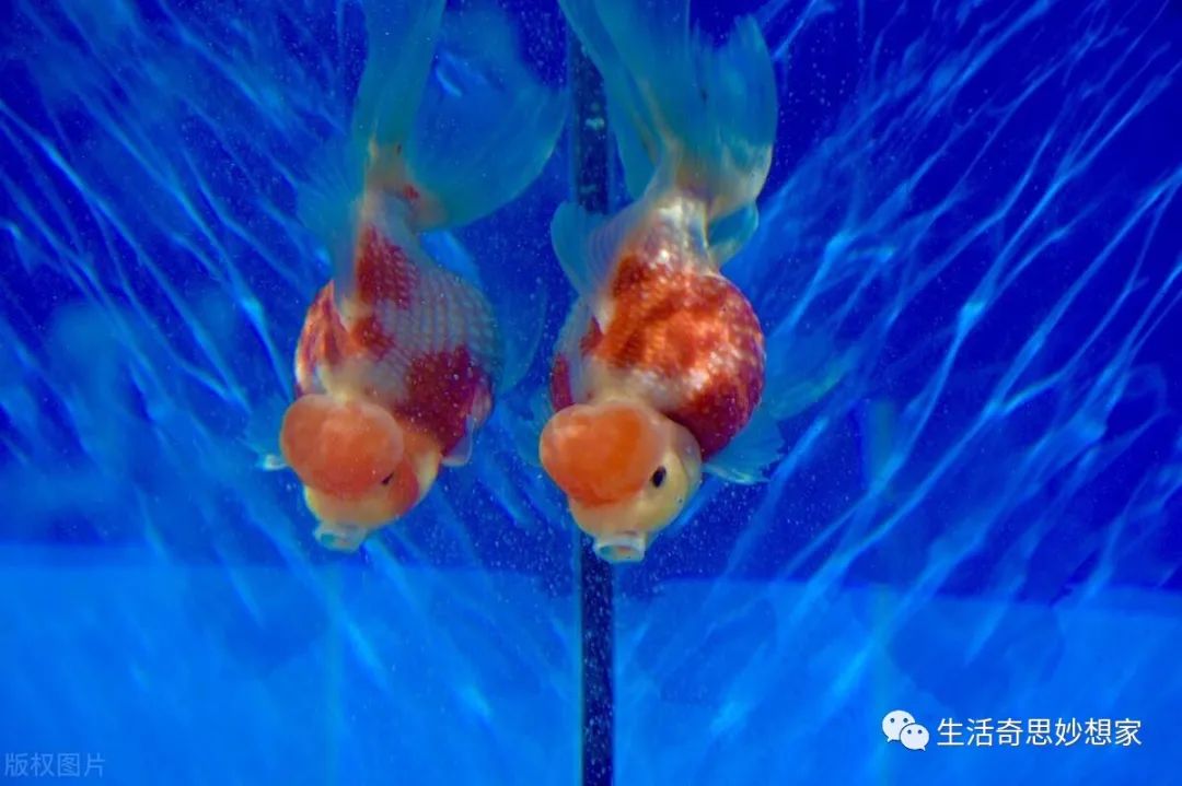 觀賞魚養單數還是雙數_觀賞魚養單數還是雙數_觀賞魚養單數還是雙數