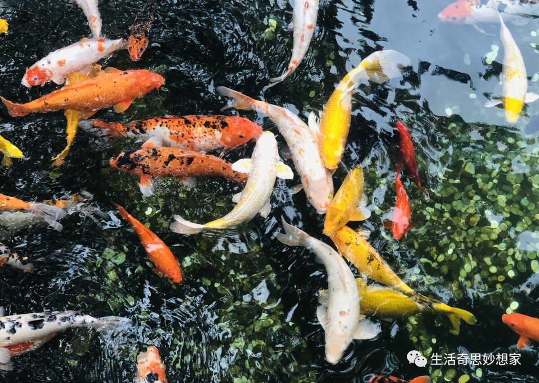 觀賞魚養單數還是雙數_觀賞魚養單數還是雙數_觀賞魚養單數還是雙數