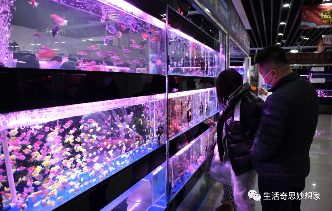 觀賞魚養單數還是雙數_觀賞魚養單數還是雙數_觀賞魚養單數還是雙數