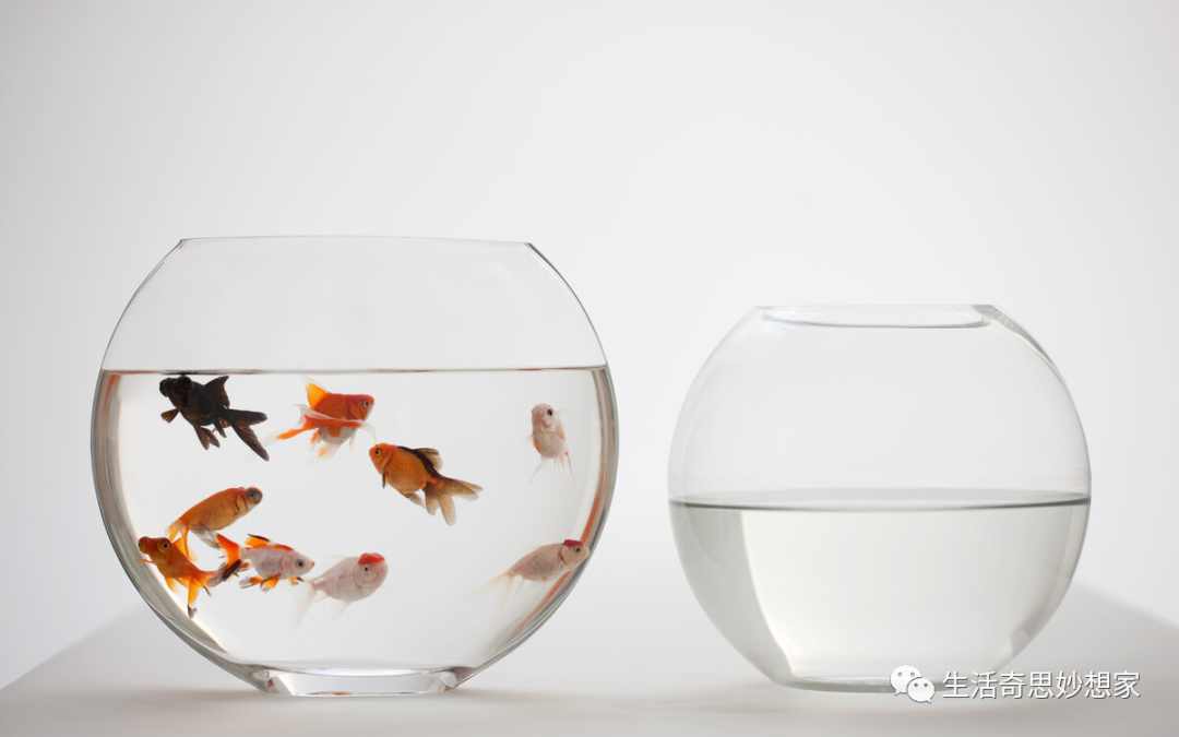 觀賞魚養單數還是雙數_觀賞魚養單數還是雙數_觀賞魚養單數還是雙數