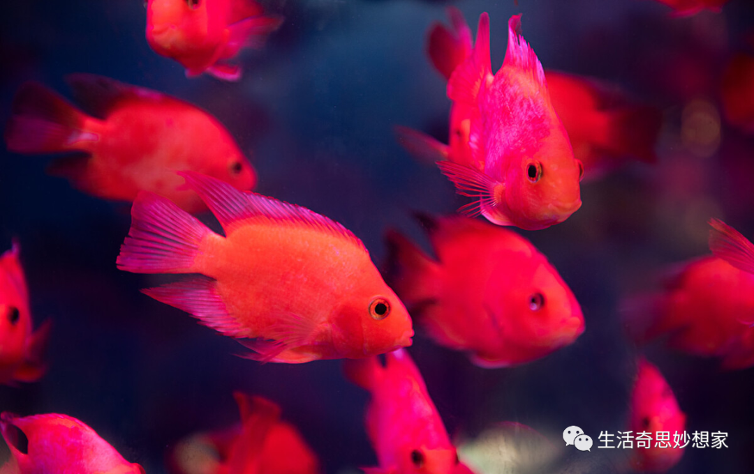 觀賞魚養單數還是雙數_觀賞魚養單數還是雙數_觀賞魚養單數還是雙數