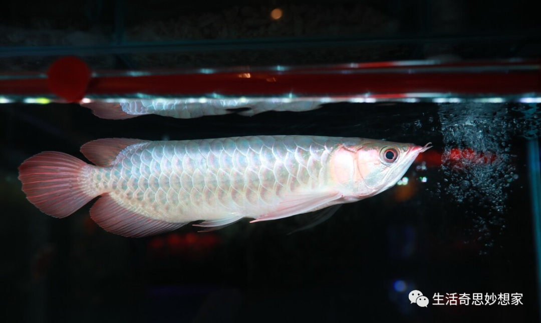 觀賞魚養單數還是雙數_觀賞魚養單數還是雙數_觀賞魚養單數還是雙數