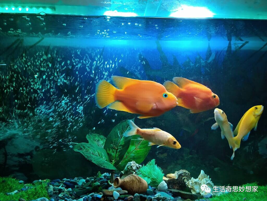 觀賞魚養單數還是雙數_觀賞魚養單數還是雙數_觀賞魚養單數還是雙數