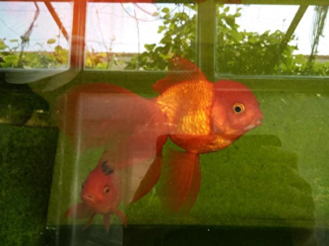 觀賞黑色魚什么最好養(yǎng)活呢_黑色的觀賞魚_觀賞黑色魚的種類圖片