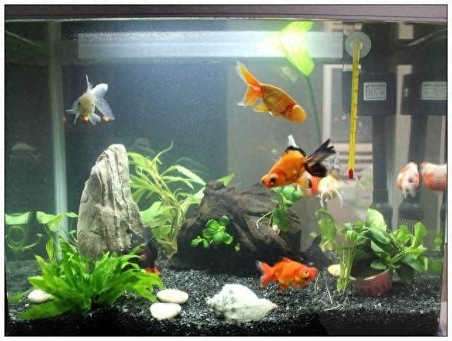 觀賞黑色魚什么最好養(yǎng)活呢_觀賞黑色魚的種類圖片_黑色的觀賞魚