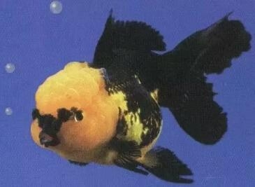 觀賞黑色魚什么最好養(yǎng)活呢_觀賞黑色魚的種類圖片_黑色的觀賞魚